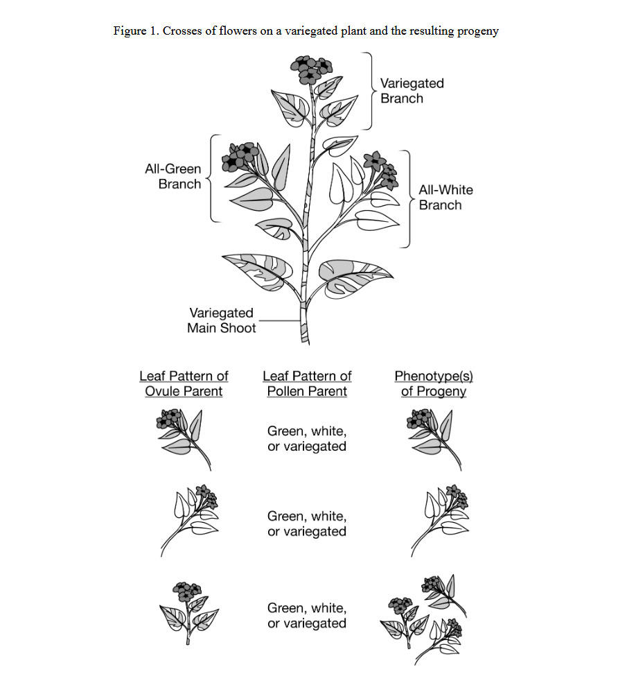 Crosses of flowers on a variegated plant and the resulting progeny